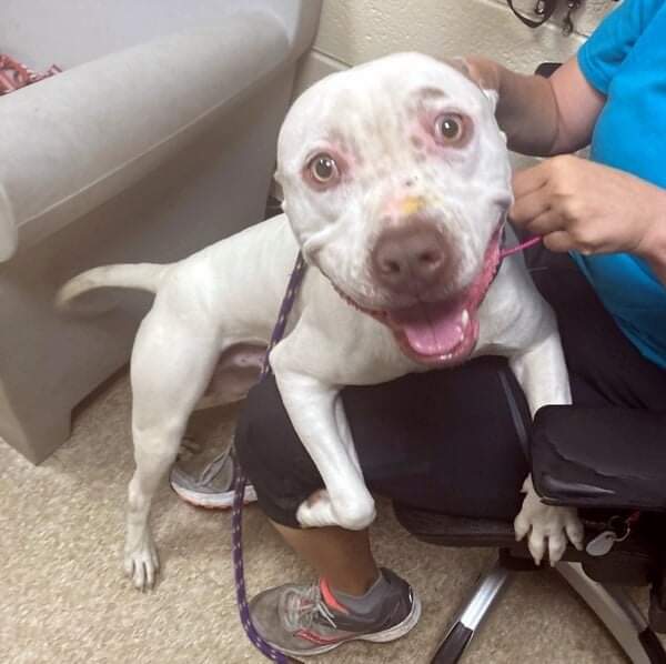 💔Buscemi💔
#NYCACC #126072 1y
▪️TBKilled: 10/18
Sweet, social + ready to play! Exuberant, waggy tailed, 1yo puppy. Happy, energetic, loves all ppl. Smart, eager 2 please + learn. Needs active, loving, NEast, Adopter/Foster 🏡 of his v own.
Pls #pledge 4 #Rescue. 
💞Buscemi