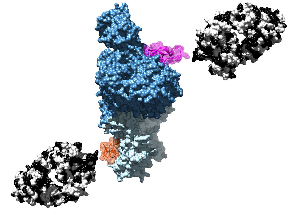 I'm pleased to announce a PhD opportunity <a href="/UniofBath/">University of Bath</a> to study complement C5, a target for inflammatory diseases, using a unique antibody toolkit. This a collaboration with Prof Paul Morgan, Dr Wiola Zelek <a href="/cardiffuni/">Cardiff University</a> and <a href="/Alex_MacPh/">Alex Macpherson</a> <a href="/ucb_news/">UCB News</a>  cpb-eu-w2.wpmucdn.com/blogs.bristol.… DM for info