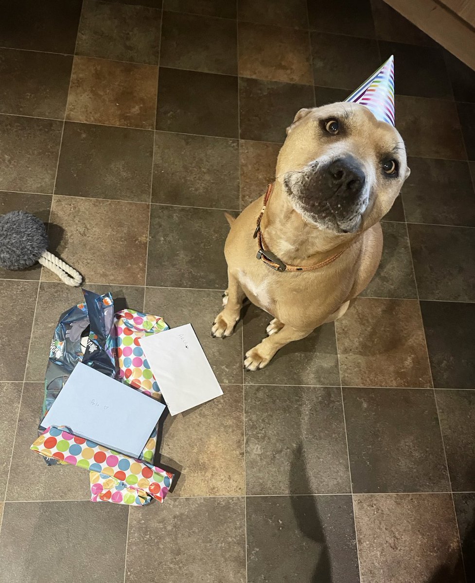 Today it’s my BIRTHDAY!! 🎈And the first birthday with my huMum who rescued me back in March. I gots presents and a birthday cone for my head. Lucky me 🎁🍦don’t have many followers though if anybody wants to make my birthday extra special 😬 #dogsoftwitter #dogbirthday