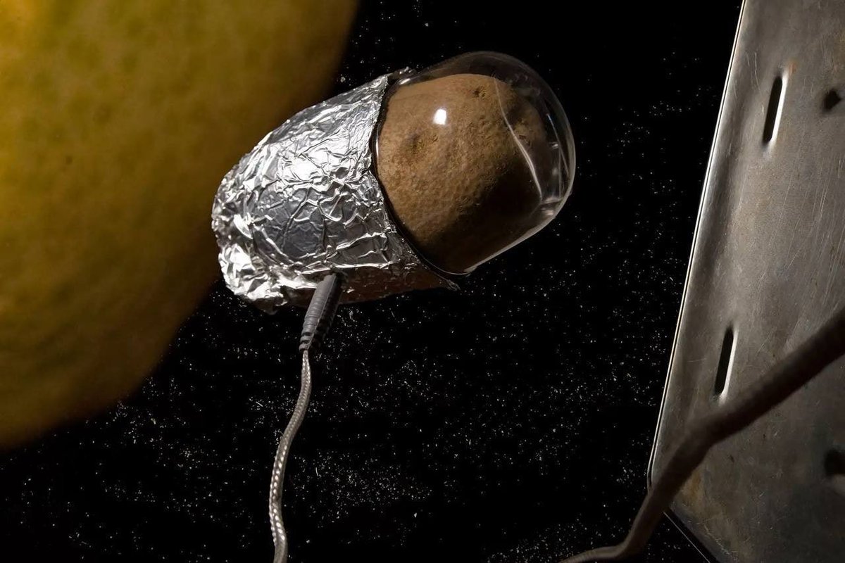 Первый овощ выращенный в космосе. Картошка в космосе. Картофель выращенный в космосе. Картофель первый овощ, выращенный в космосе в 1995 году..