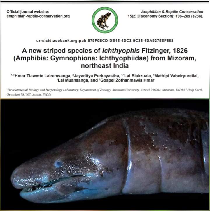 mizozeitgeist's tweet photo. A new #Caecilian species- Icthyophis benjii found from #Mizoram by researchers from @mizoramuni is named after Benjamin Lalremsanga(1988-2020) 

Caecilians are a group of limbless, vermiform or serpentine amphibians. They are often confused with snakes.

https://t.co/oRAwWoYncv https://t.co/UesT06bjjC