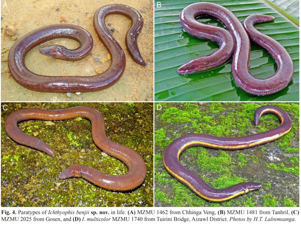 mizozeitgeist's tweet photo. A new #Caecilian species- Icthyophis benjii found from #Mizoram by researchers from @mizoramuni is named after Benjamin Lalremsanga(1988-2020) 

Caecilians are a group of limbless, vermiform or serpentine amphibians. They are often confused with snakes.

https://t.co/oRAwWoYncv https://t.co/UesT06bjjC