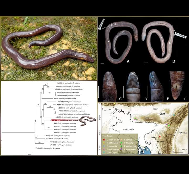 mizozeitgeist's tweet photo. A new #Caecilian species- Icthyophis benjii found from #Mizoram by researchers from @mizoramuni is named after Benjamin Lalremsanga(1988-2020) 

Caecilians are a group of limbless, vermiform or serpentine amphibians. They are often confused with snakes.

https://t.co/oRAwWoYncv https://t.co/UesT06bjjC