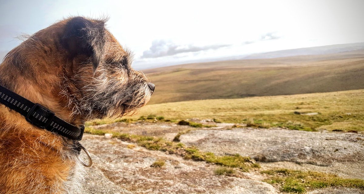 Fifty_and_Nifty's tweet image. Its a dogs life.....
#dartmoor
