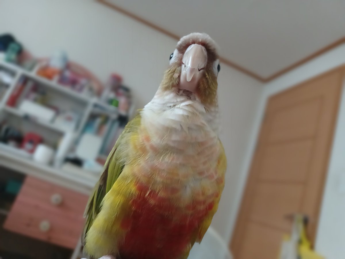 위풍당당 앵무새