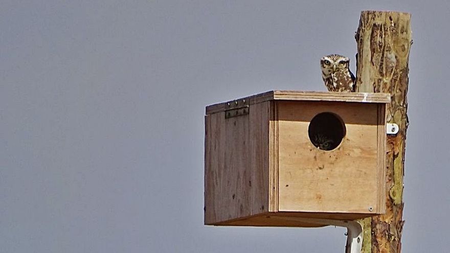 naturalezacyl's tweet photo. 🦅 Villafáfila apuesta por las #rapaces para controlar la #plaga del #topillo. El Servicio Territorial de Medio Ambiente instala 85 nuevas cajas nido para favorecer la población de depredadoras como medida de control de la fauna agrícola.
https://t.co/8QBgUCIWDC https://t.co/P3nqik7mCd