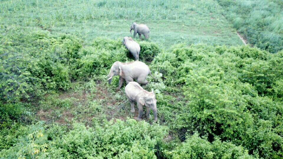 elehelp's tweet photo. Yesterday 7 unknown male #WildElephants came out of the park to #Cropraid in ‘our’ project area on the @FREELANDglobal frontline. 4 have returned to the park, weather has called off the operation but we’re hoping the other 3 will follow.  #SurvivingTogether https://t.co/amSzhkTaVo