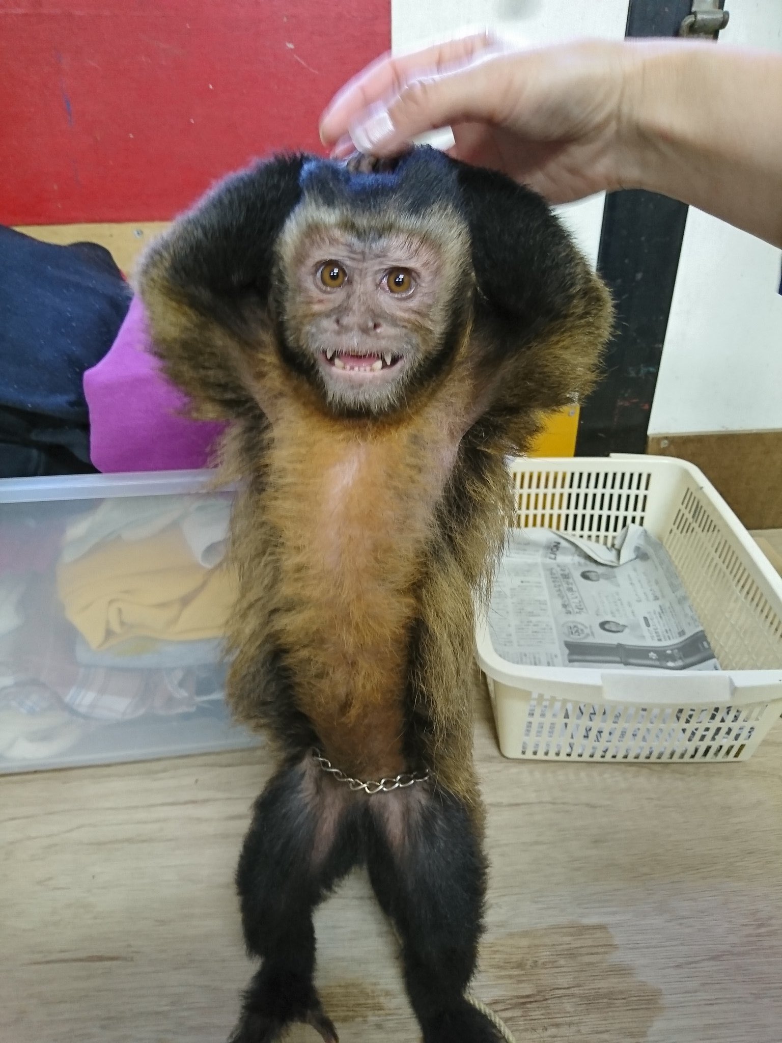 デボちゃん フサオマキザル飼いたいフサオマキザル飼いたいフサオマキザル飼いたいフサオマキザル飼いたいフサオマキザル飼いたい フサオマキザル飼いたい 猿大好き T Co Mvnmnwht1w Twitter