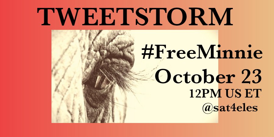 SAT October 23
TWITTERSTORM FOR 
🐘 #MINNIE 💔 #FreeMinnie
SAT October 23
🇺🇸🇨🇦12:00 pm
🇮🇳9.30 am
🇲🇽 11 am
🇧🇷🇦🇷 13:00 / 1 pm
🇬🇧5 pm
🇪🇺🇳🇦 18:00 / 6 pm
Still held captive at #CommerfordZoo & #travelingcircus
Not seen by public in 2 years!
#ZooWithoutElephants 
#United4Elephants