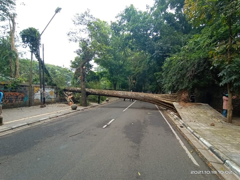 (18/10) Penanganan pohon tumbang di Jl. Tamansari oleh aparat kewilayahan, Polsek Coblong &amp; Petugas dari Kelurahan <a href="/LebakSiliwangi/">Kelurahan Lebak Siliwangi</a> @bandung_zoological @pertamanandpkp3 @dpkp3bdg