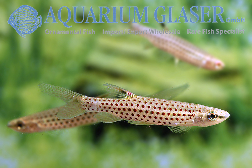 aquariumglaser's tweet photo. #Copella #meinkeni
find more details and pics @ https://t.co/kgExUnuDLM https://t.co/RxcqjRuDXr