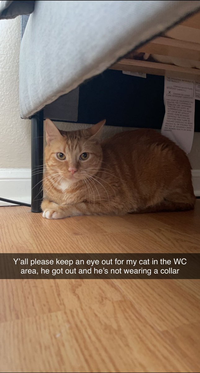 madelyneveee's tweet photo. PSA: West Campus

My cat got out! I would greatly appreciate if anyone would lmk if you see him! He responds to Ozzy or OJ pls and thanks! https://t.co/8aaJzooTaX
