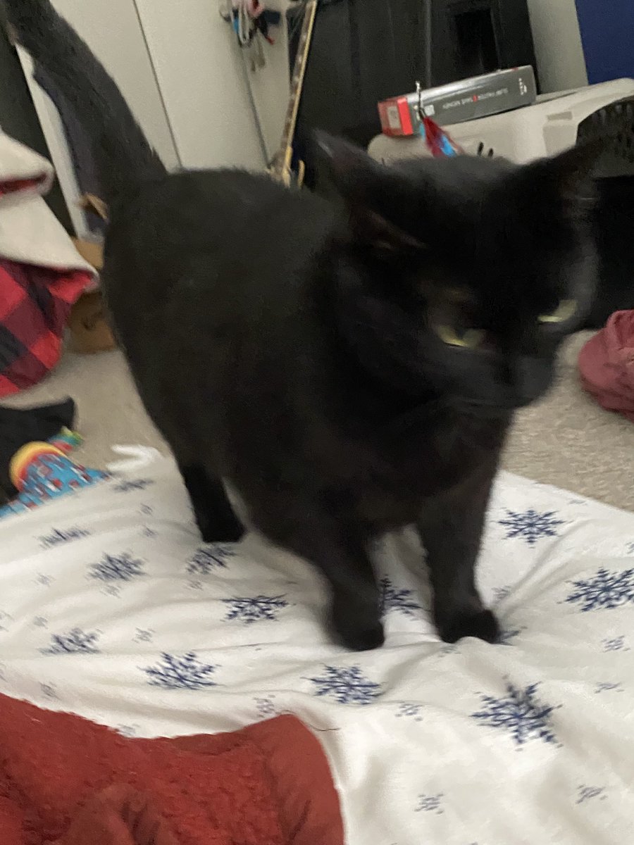 TheRealRansora's tweet photo. Fatto catto https://t.co/xiWh92Jnw7