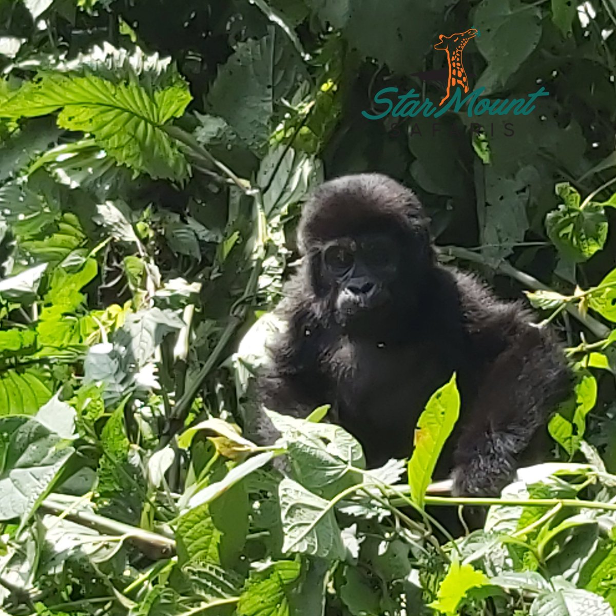 StarMount Safaris tweet media