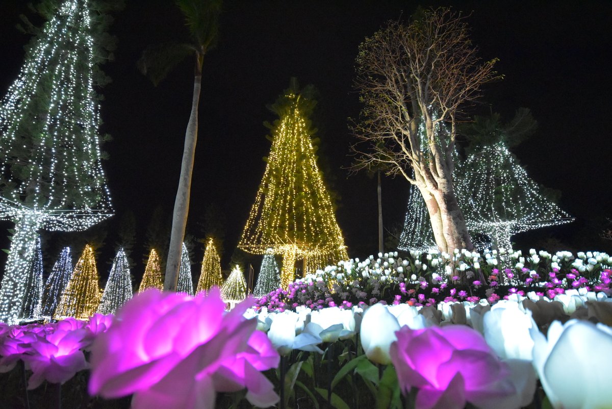 SEB_GARDENS's tweet photo. 【🌟あと4日🌟】
「#沖縄南国イルミネーション」10/22(金)よりスタート🌴
フォトスポットとして人気なのがバオバブの木を囲む「シマナンヨウスギと花畑」!
目線を下げて撮影するとGOOD✨
ぜひ、いろんな角度から撮ってみてください📷
https://t.co/RZAFTmu4Ja
#沖縄 #TAPIC #イルミネーション https://t.co/35K40Gmsu4