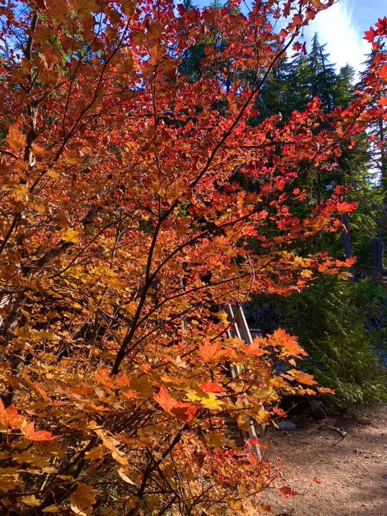 JacyBlack1's tweet photo. October in Oregon 🍁 https://t.co/Hu6OykuWRn
