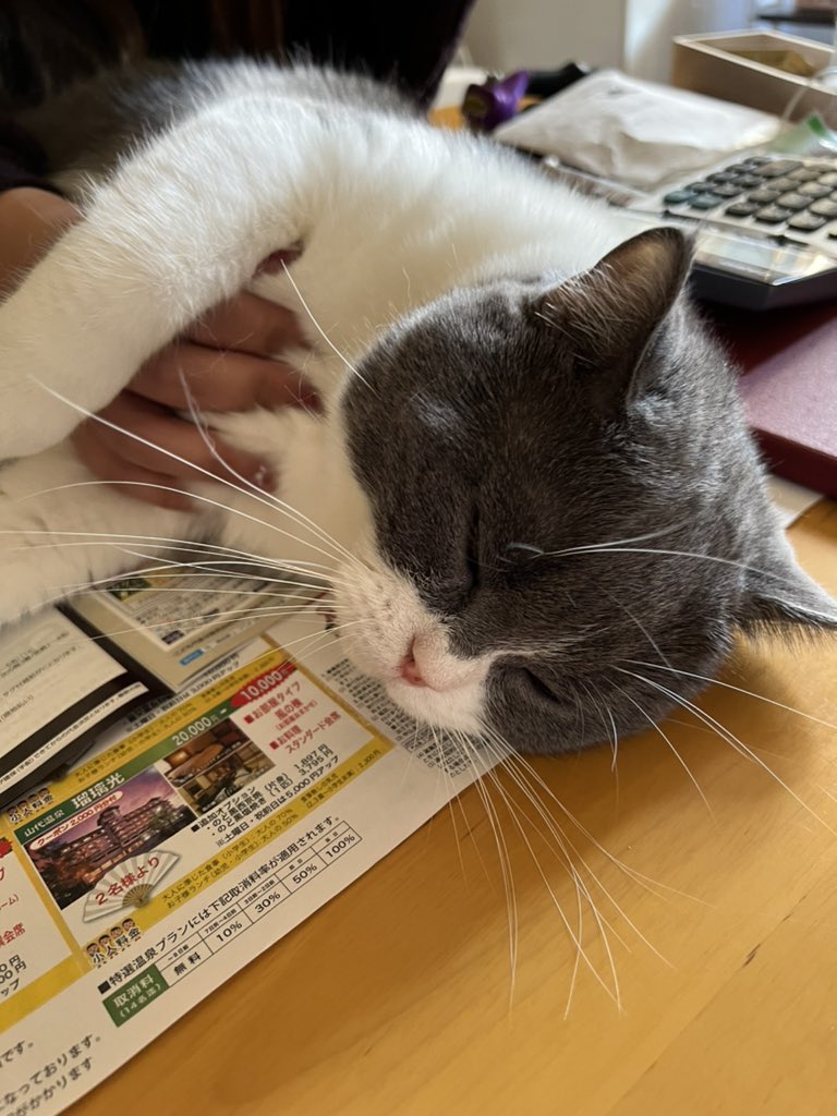 Top Tweets for #猫スタグラム on Twitter. - TwStalker