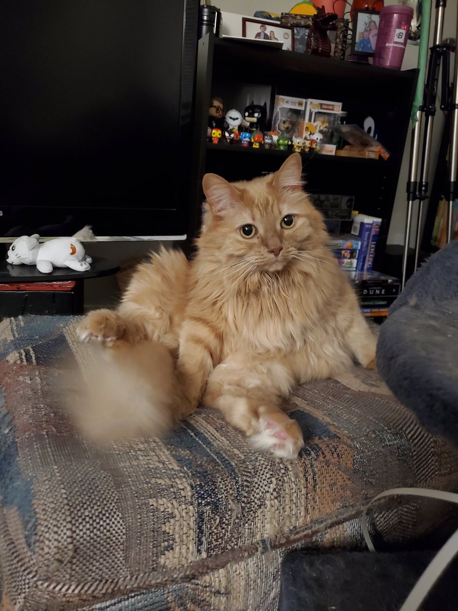 stonedcactus420's tweet photo. An absolute God #CatsOfTwitter #kingkitty #sillycat https://t.co/vt7fIDI1of