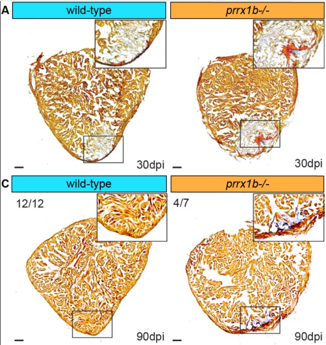 Development (@dev_journal) on Twitter photo Prrx1b mends broken hearts without scarring
A Research Highlight showcasing new work from <a href="/DEMdeBakker/">Dennis de Bakker</a>, <a href="/BouwmanMara/">Mara Bouwman</a>, <a href="/J_Bakkers/">Jeroen Bakkers</a> and colleagues
journals.biologists.com/dev/article/14⦠Prrx1b mends broken hearts without scarring
A Research Highlight showcasing new work from <a href="/DEMdeBakker/">Dennis de Bakker</a>, <a href="/BouwmanMara/">Mara Bouwman</a>, <a href="/J_Bakkers/">Jeroen Bakkers</a> and colleagues
journals.biologists.com/dev/article/14ā¦