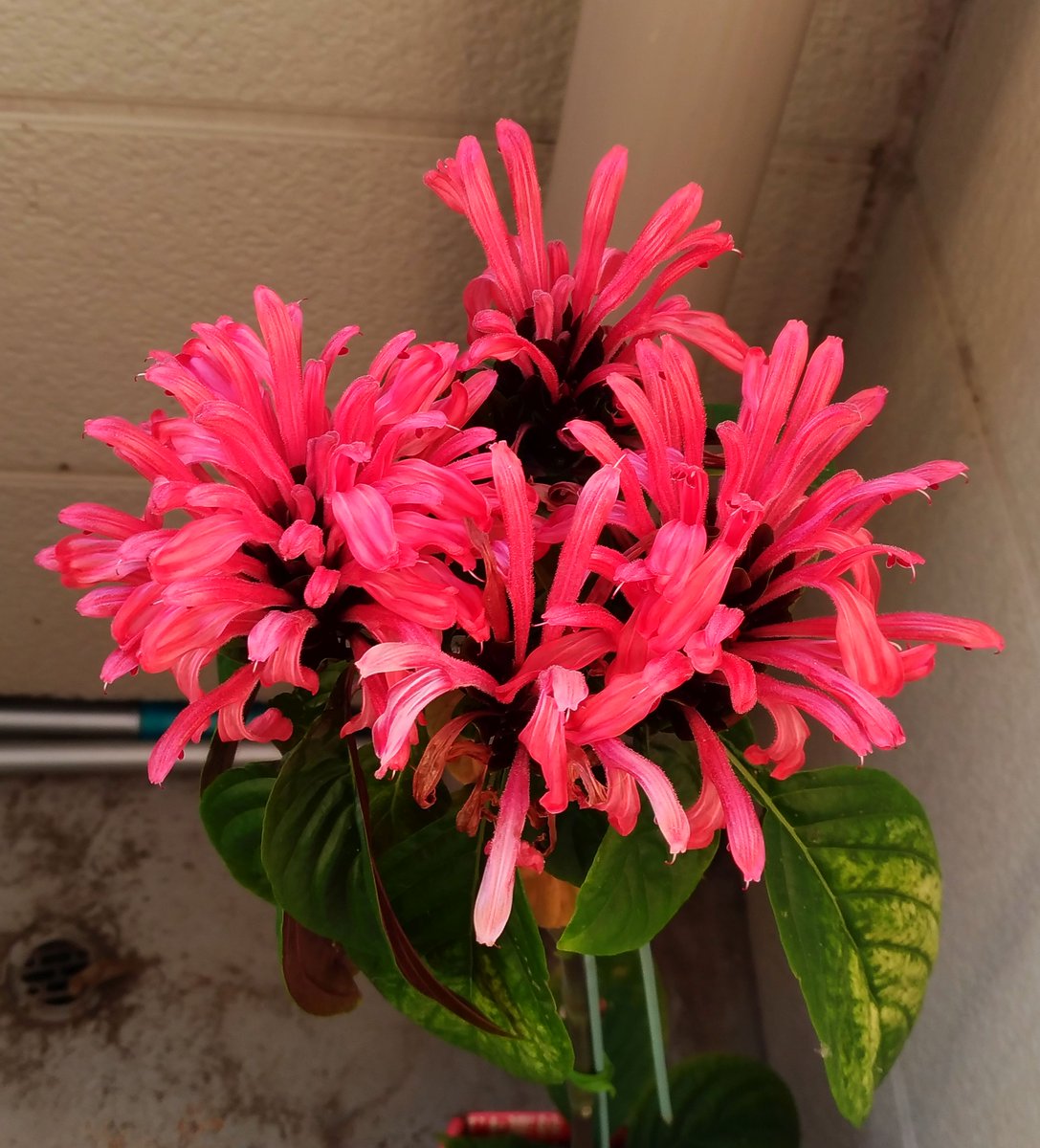 こころんグリーン على تويتر わが家のサンゴバナが咲いています ピンクの細長い花びらがたくさん出てきています 随分大きな花になりました サンゴバナ ピンクの花びら 細長い花びら 大きな花 秋の花 秋 園芸品種 園芸 熊本市南区 ガーデニング 熊本