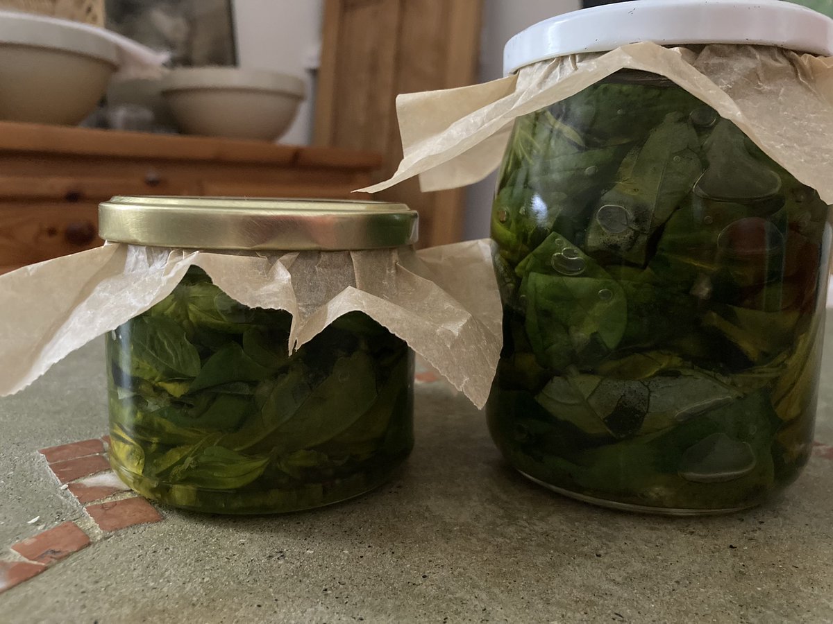 LAmericana's tweet photo. Thursday’s basilico gigante, now sotto olio. That one sprig (!) of giant basil was the last of my 90something neighbor’s balcony crop — cosa significa? Summer is officially g o n e… #Italy #StillLifeWithSaints https://t.co/EeJtJ6Hzef
