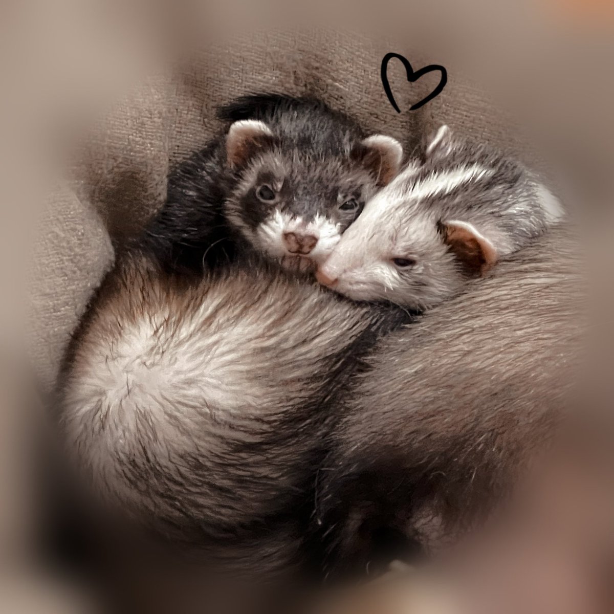 tmyz19's tweet photo. つむ、ふうた、ここ、ちょびも
相変わらず元気にしてます🥰
寒くなってきたのでみんな一緒にくっついて寝てます😴 https://t.co/mZJcqxoeef