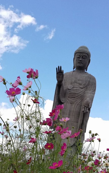 牛久に移動して大仏様を拝んできました。
コスモスいっぱい咲いてた。 