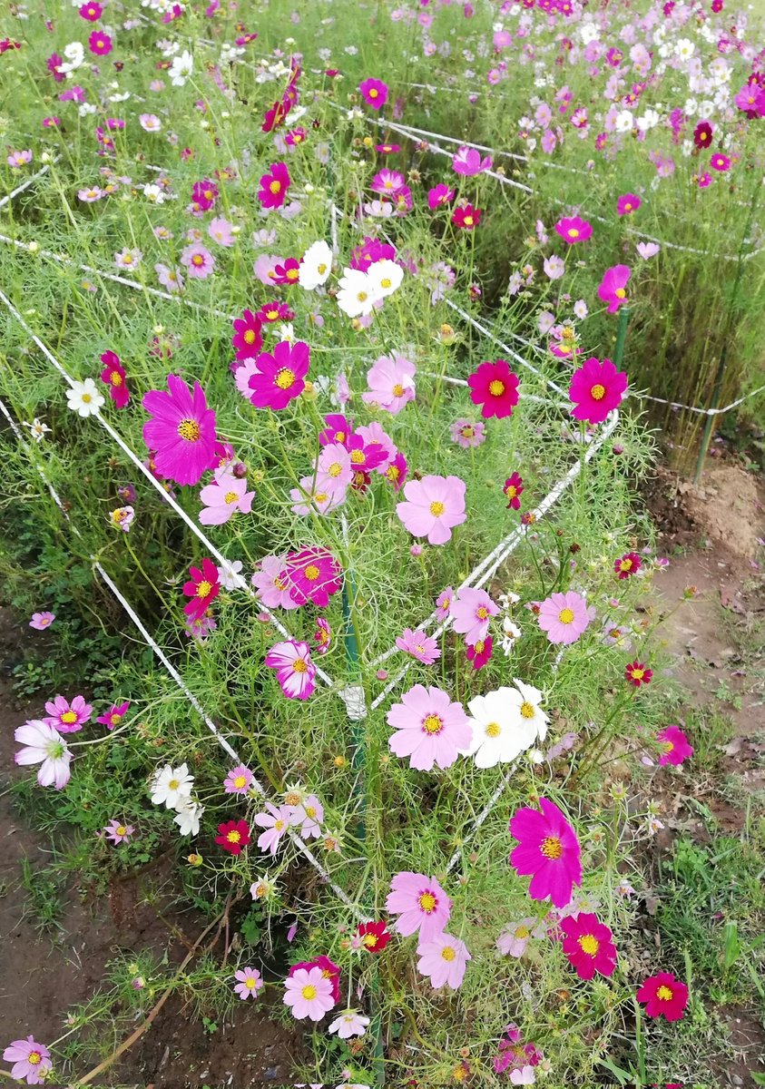 牛久に移動して大仏様を拝んできました。
コスモスいっぱい咲いてた。 