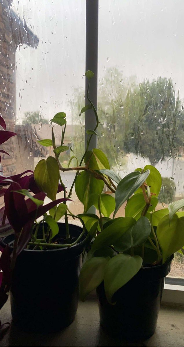 CosmoAlive's tweet image. 