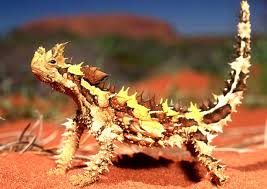 sophdady's tweet photo. new fave dude i just read about:
(thorny devil) https://t.co/j3Qfjwkudl