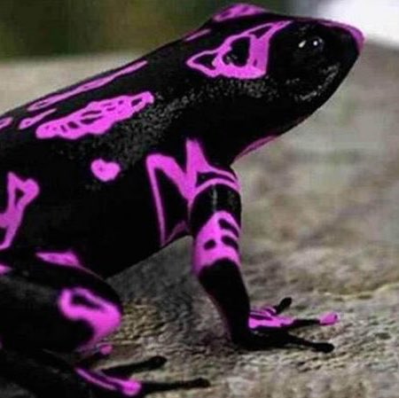 キマダラフキヤガマ】 南米に生息するカエルで、表皮には強い毒がある