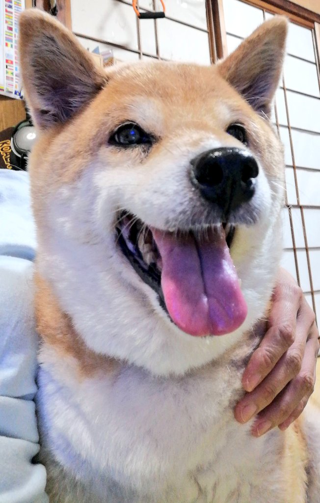 老犬 Twitter Search