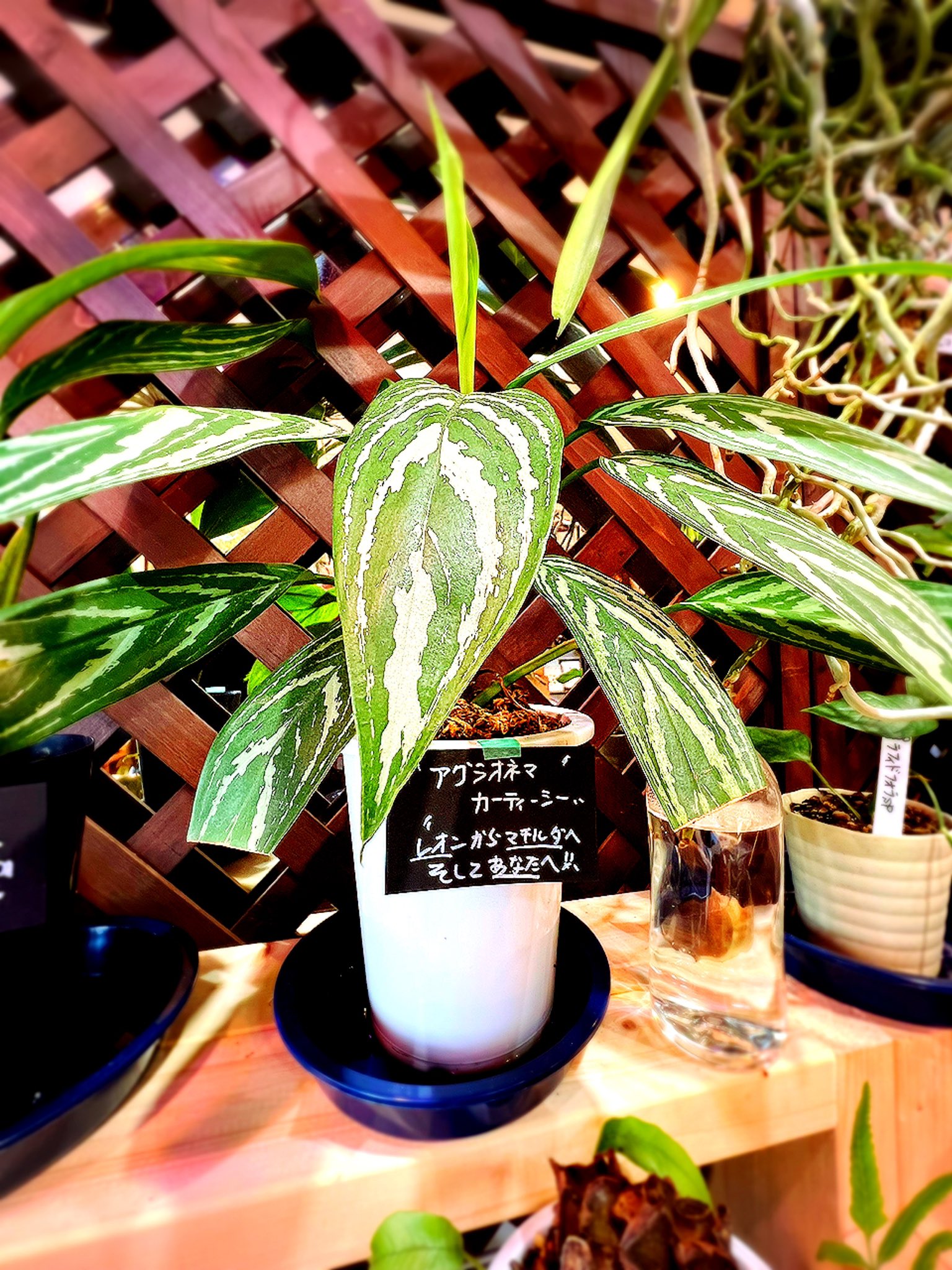 アグラオネマ　カーティシー　現品　レオン　leon 観葉植物　マチルダ アグラオネマ カーティシー」入荷しました(/・ω・)/ | ザ