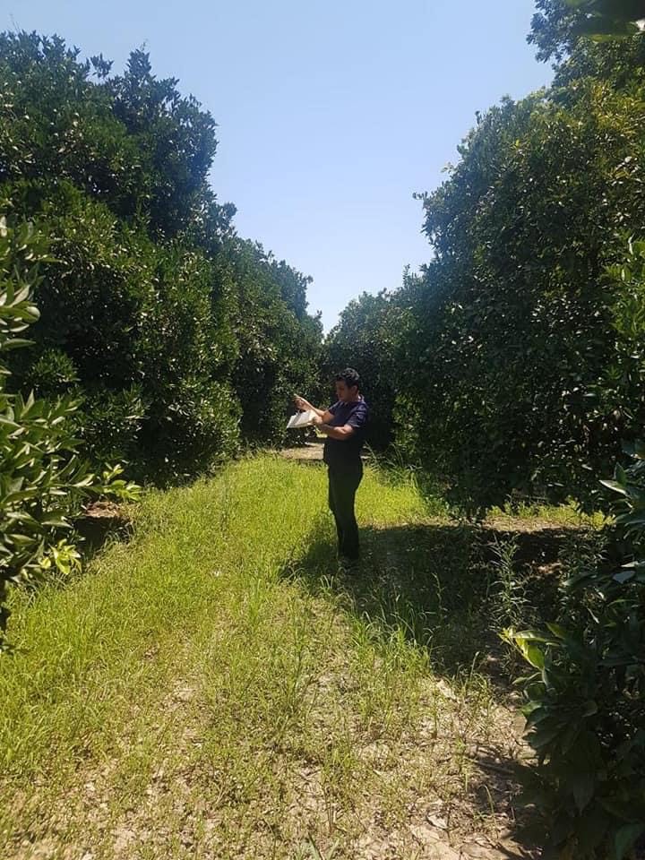 Ziraat Mühendislerimiz #Finike İlçemizde #hasat öncesi numune alım çalışması yaptı. #Serik İlçemizde #AkdenizMeyveSineği zararlısı için kurulan tuzakları kontrol etti. #GelecekTarımda #TarımAntalyada