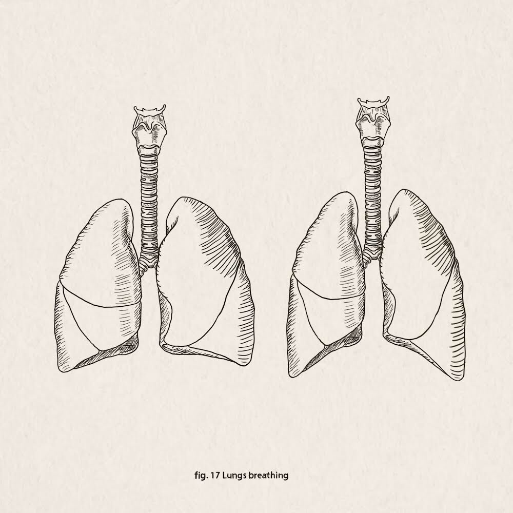 Fig. 17 Lungs breathing 

#sciartink #sciart #31figuresofsciart #medicalillustration #penandink #sciartober #sketch #medart 