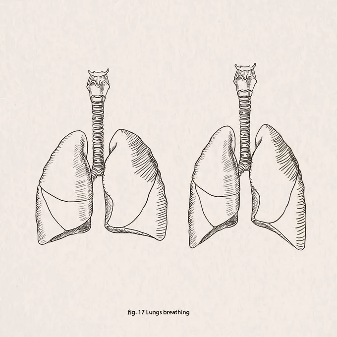 Fig. 17 Lungs breathing #sciartink #sciart #31figuresofsciart #medicalillustration #penandink #sciartober #sketch #medart 