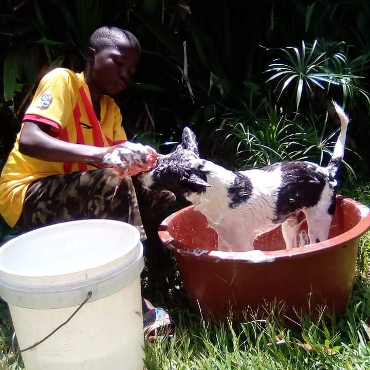 LiberiaAnimal's tweet photo. Our Animal Kindness Club believes that #dogwashing can help improve the #health and #welfare of #dogs in communities where dogs never have access to washing. Dog washing can prevent the dogs from #parasites like tick and flea and keep the dogs healthy and people around the dogs. https://t.co/URxjU98T6C