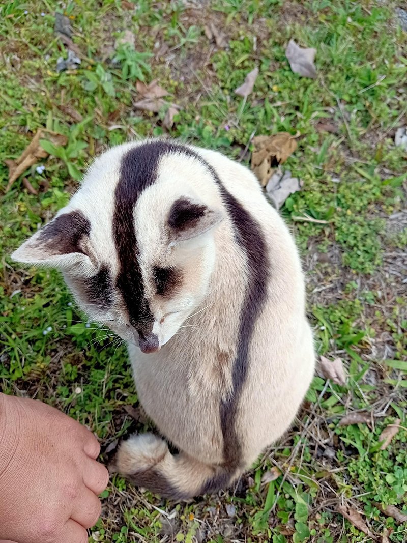 zhengTTian's tweet image. เพื่อนที่ไทยกำลังสนใจการเพาะพันธุ์ทำฟาร์มน้องแมวเลยศึกษาหลาย ๆ ด้าน เร่ง กว่าเราขอแมวไทยสวยดีสง่างาม และเพื่อนส่งตัวนี้มาให้ดู น้องน่ารักมาก เขาบอกแมวตรงตามลักษณะในตำราโบราณ,ปากกาเมจิกในมือผมนี่สั่นเลยครับ55 แวะไปเล่นเจ้าขาวที่บ้านเพื่อนอีกคน ต้องยับยั้งชั่งใจ/แต่น้องนี่ลายจริงนะ