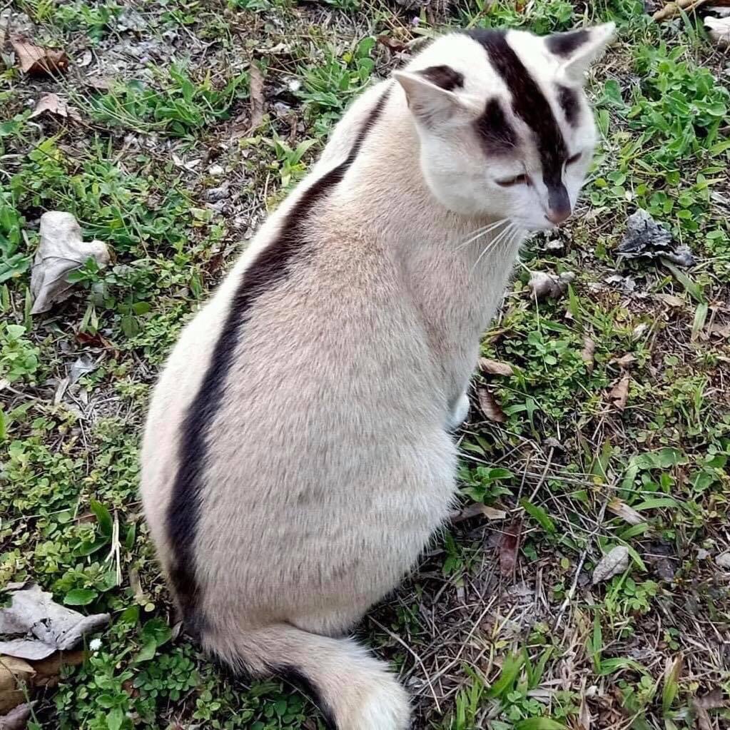 zhengTTian's tweet image. เพื่อนที่ไทยกำลังสนใจการเพาะพันธุ์ทำฟาร์มน้องแมวเลยศึกษาหลาย ๆ ด้าน เร่ง กว่าเราขอแมวไทยสวยดีสง่างาม และเพื่อนส่งตัวนี้มาให้ดู น้องน่ารักมาก เขาบอกแมวตรงตามลักษณะในตำราโบราณ,ปากกาเมจิกในมือผมนี่สั่นเลยครับ55 แวะไปเล่นเจ้าขาวที่บ้านเพื่อนอีกคน ต้องยับยั้งชั่งใจ/แต่น้องนี่ลายจริงนะ