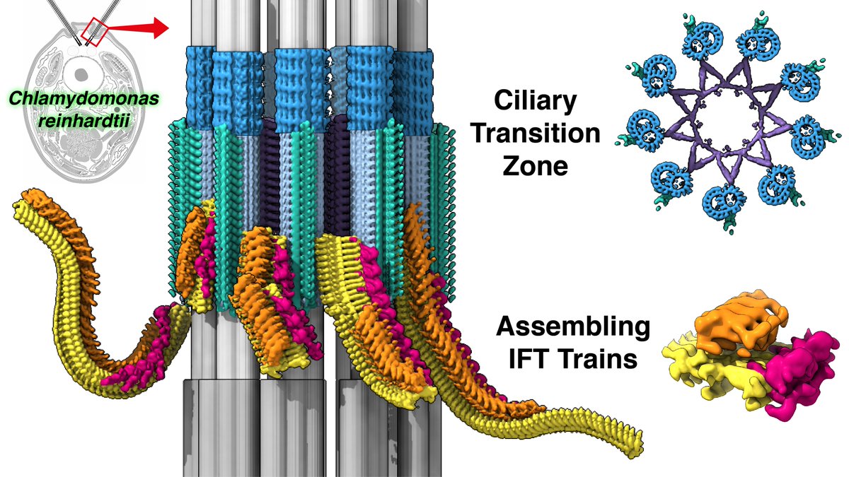After a decade in the oven🧑‍🍳, we’re happy to finally share our preprint on the in situ architecture of the ciliary base.

📜 biorxiv.org/content/10.110…

We used #CryoET to resolve transition zone structures and reveal the stepwise assembly of IFT trains🚂 inside cells!

1/🧵THREAD👇
