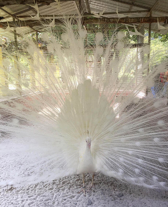 RT @CarolyneMbithe: Haven't you ever seen an albino peacock? https://t.co/iWapmgNprm
