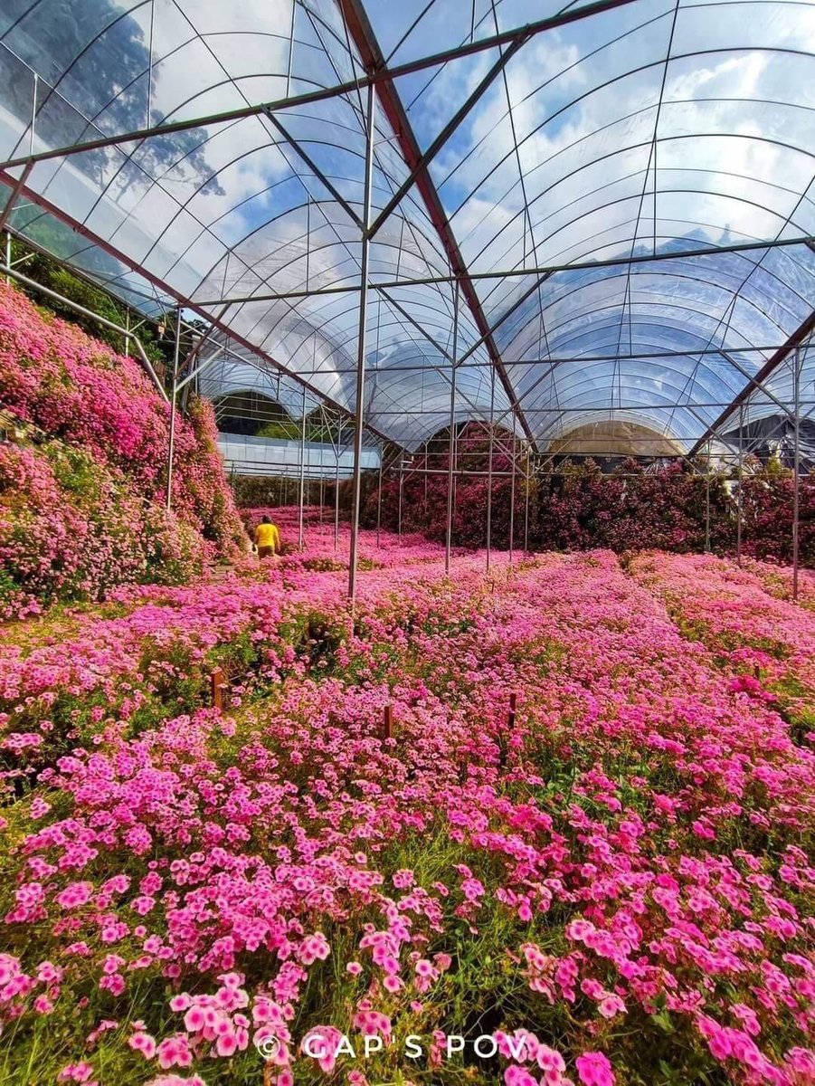 viralperak's tweet photo. Flora Park 🌸🌸
Sebuah lagi tarikan terbaru di Cameron Highlands bila korang ke sana nanti.

Foto: CH Flora Park, Ben Ng, Goh Ah Poon Pov https://t.co/M5H5yceplR