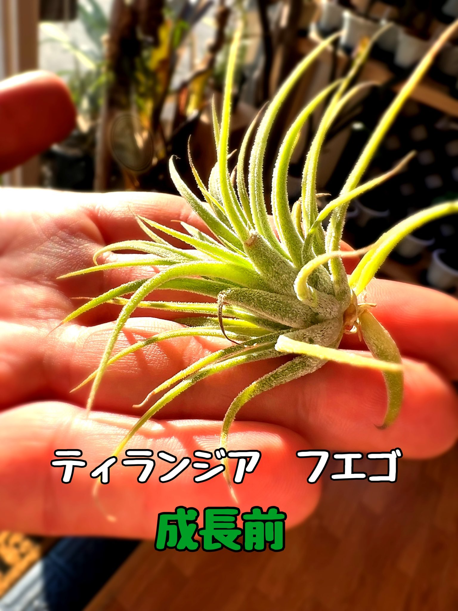 珍奇植物shop Shield Store Shield Twitter
