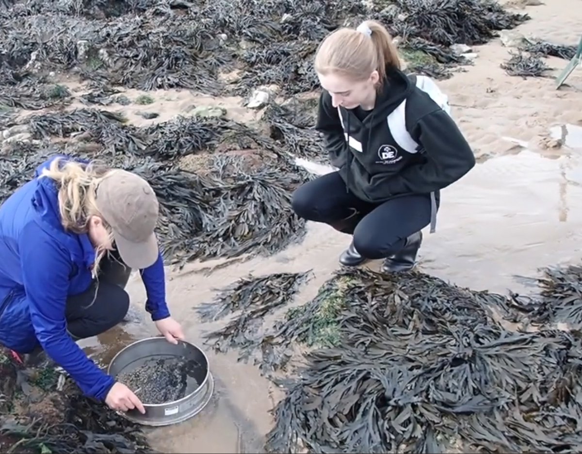 CardiffCurator's tweet image. This #MolluscMonday we are introducing another new Professional Training Year student, Ellie from @CUBiosciences, who will be working on the identification of British post-larval bivalves with @Museum_Cardiff scientists this year #CerastodermaEdule