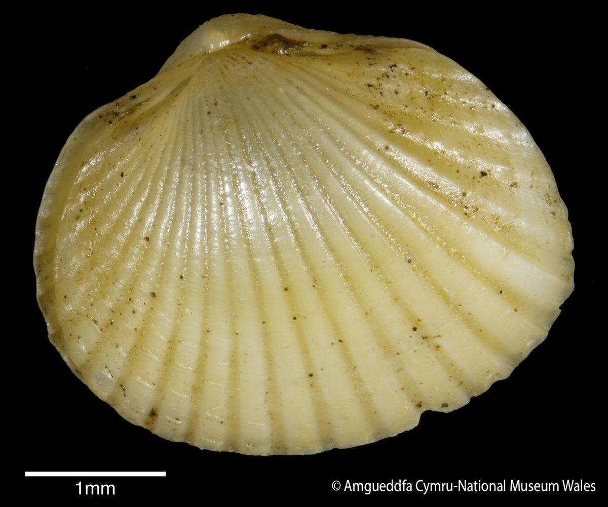 CardiffCurator's tweet image. This #MolluscMonday we are introducing another new Professional Training Year student, Ellie from @CUBiosciences, who will be working on the identification of British post-larval bivalves with @Museum_Cardiff scientists this year #CerastodermaEdule