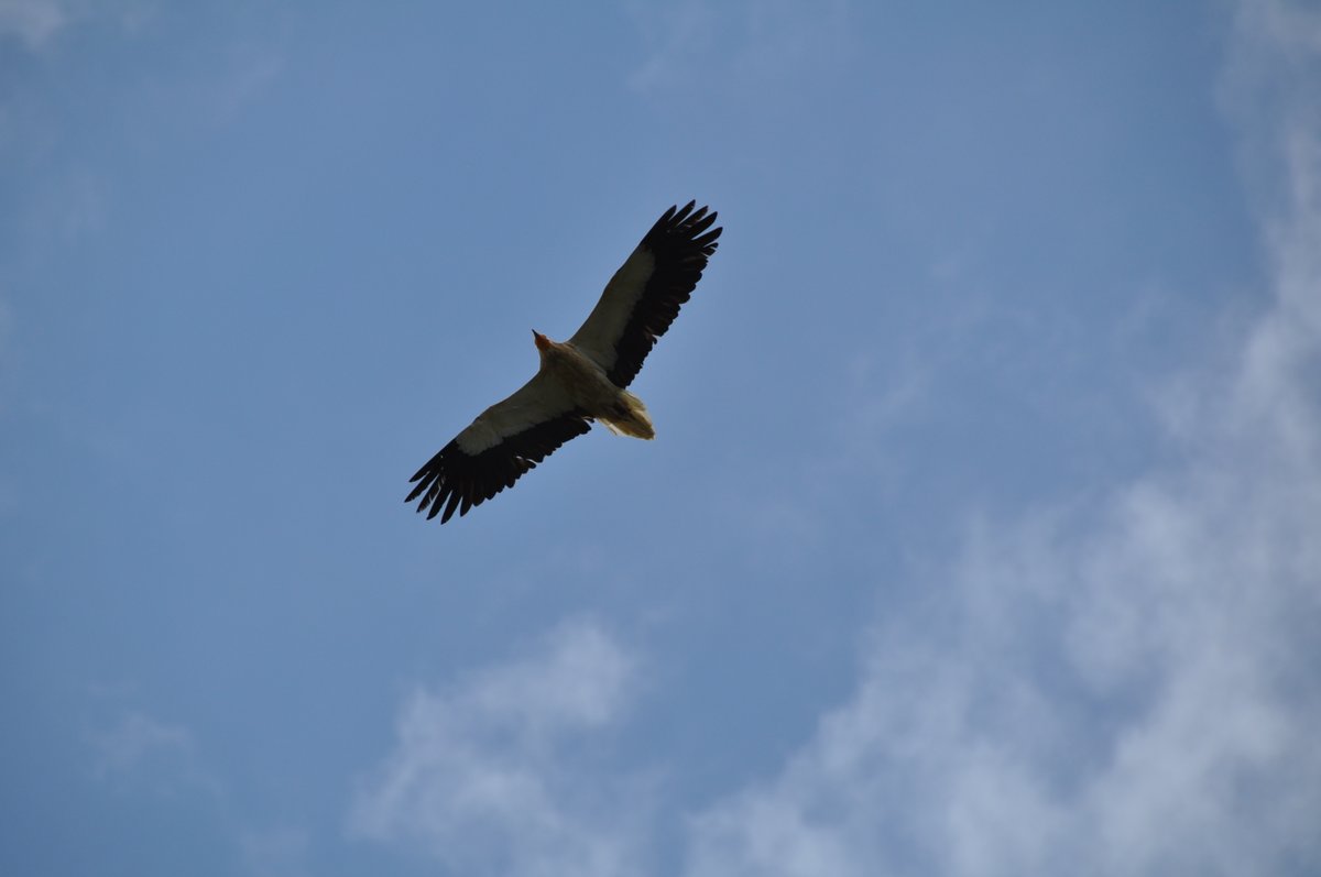 PancorboTur's tweet photo. Buenos lunes a tod@s y ¡Feliz Día Mundial de la Protección de la #Naturaleza! 
Los #MontesObarenes tienen una riqueza de flora y fauna extraordinaria pero mejor vivirlo que leerlo...
🏞️¡Reserva hoy tu visita al Centro de Interpretación en https://t.co/siIzM0uga8! 
#DestinoBurgos https://t.co/PzAWJUYT6z