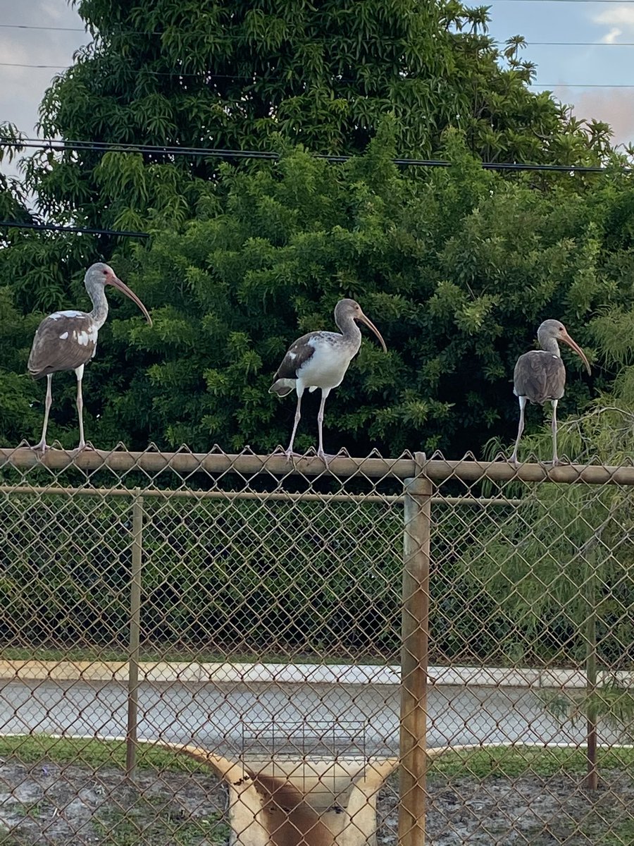 We had some visitors today at the car loop. Love living in South Florida!