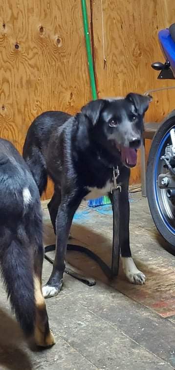 Baker is still missing! He was last seen around 12:30am on Heavy Tree Road.He does not know his name and is very timid/nervous. Do not apprpach if seen as he will run, please call us at 697-0540! We need a recent sighting so we know where to look!

#lostdog #yyt