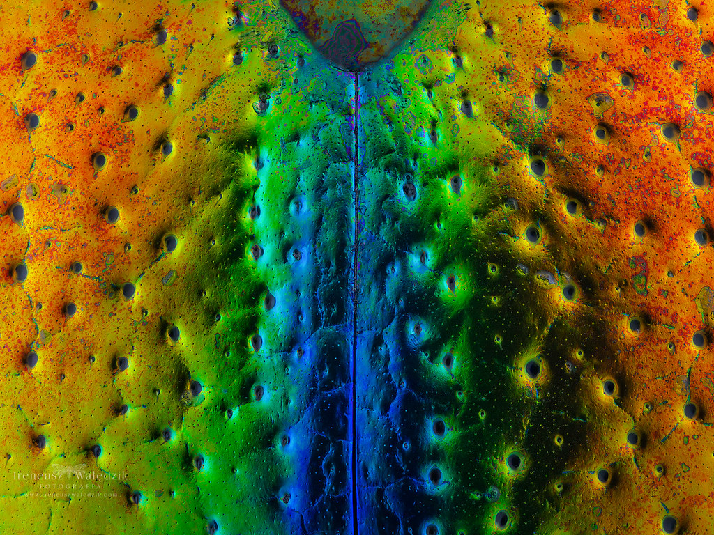 extreme-macro tweet media