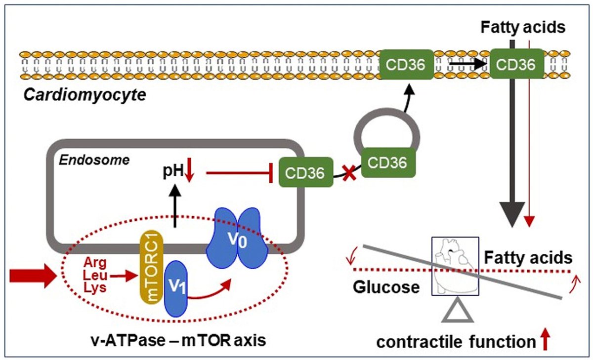 MolMetab's tweet photo. Joost Luiken's lab has shown that supplementing with Lysine, Leucine and Arginine repairs lipid-induced #insulin #resistance and #cardiomyocytic #contractile #dysfunction.
@MaastrichtU @elsbiomedchem 

➡️https://t.co/RVDQltj7YO https://t.co/Tu9aLjAkQy